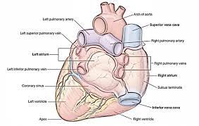 The heart sits more on the left side of the body than on the right side in most people, and locating the apex usually starts by identifying just where the heart begins and ends. Easy Notes On Heart Learn In Just 4 Minutes Earth S Lab