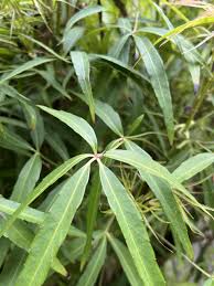 Image result for Astropanax goetzenii