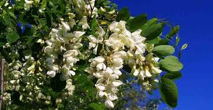 You might be able to find the right choice for your yard among these popular flowering trees. Types Of Locust Trees With Identification Guide And Pictures