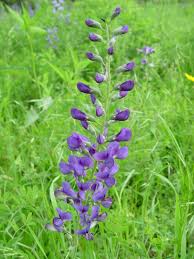 Image result for Indigofera fulvopilosa