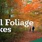 Fall Foliage Hike - Nell's Woodland event image