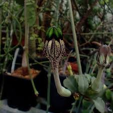 Image result for Ceropegia nilotica
