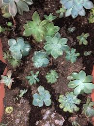 Image result for Senecio subsessilis