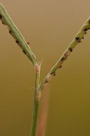 Image result for Paspalum vaginatum