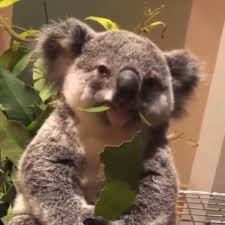 Koala On Instagram Dinner Time Video From Internet Please Dm For Credit Koala Koalasofinstagram Koalarescue B Koala Cute Baby Animals Koala Bear