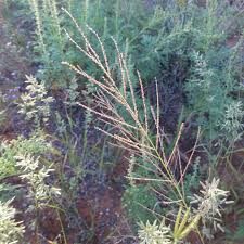 Image result for Leptochloa uniflora