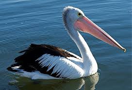 Birdsland Reserve Melbourne Pelican Prehistoric Animals Animals
