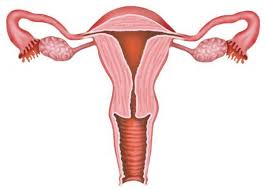 What Is Normal Size Of Uterus Md Health Com