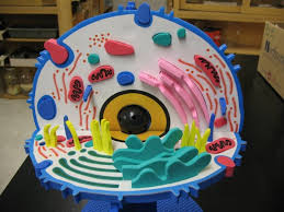 Create a cell that glows under a black light by adding a tablespoon of liquid laundry detergent to the glove finger before filling with water. 3d Model Of An Animal Cell Biological Science Picture Directory Pulpbits Net