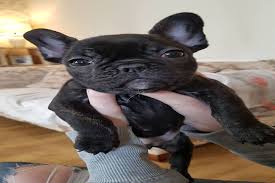 See more ideas about french bulldog wallpaper bulldog wallpaper french bulldog. French Bulldog Wallpaper Download To Your Mobile From Phoneky