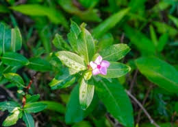 Image result for Brexia madagascariensis