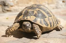This week we try and help you decide. The Basics Of Caring For A Tortoise Pets4homes