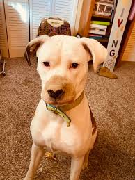 Dogs eating deer poop