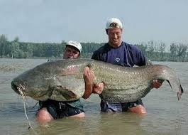World Record Catfish The Largest Catfish Ever Caught