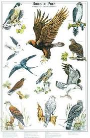 Birds Of Prey Poster Identification Chart Ii Birds Of Prey