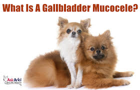 Even though the condition is relatively rare, learning to spot the signs. Gallbladder Mucocele In Dogs Gallbladder Sludge Fatty Liver Dog Supplements Liver Support