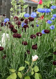 This species is low to medium in height and well suited to growing in the sunny border. Centaurea Cyanus Black Gem Bachelor S Buttons Buy Online At Annie S Annuals