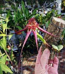 Image result for Bulbophyllum stolzii