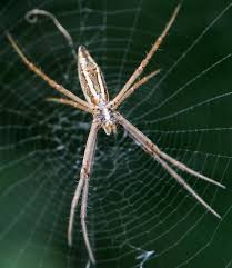 Check spelling or type a new query. Banded Garden Spider Argiope Trifasciata Bugguide Net