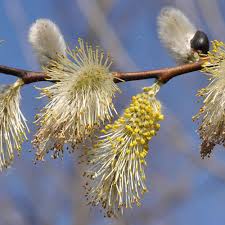 Image result for Goat Willow