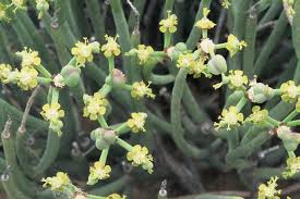 Image result for Euphorbia epicyparissias
