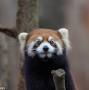 Profile Picture of Donor Club Membership - Cincinnati Zoo & Botanical Garden (@cincinnatizoo.org) on Google