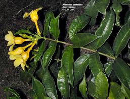 Image result for Apocynaceae subfamily Periplocoideae