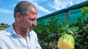 Cedro Dop: Adduci, "Santa Maria del Cedro è la capitale internazionale  della cedricoltura". (VIDEO)