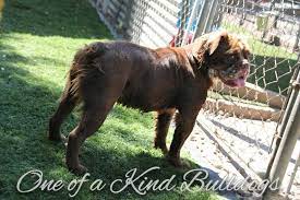 It's also free to list your available puppies and litters on our site. Furgie One Of A Kind Bulldogs