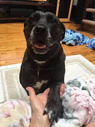 Their pups have all been adopted, and now it's their time for a. Juniper The Shelter Dog On Twitter Juniper Being Reassured She Will Find Her Forever Home Housebroken Crate Trained Needs To Be Only Pet In And Adult Only Home Town Of Hempstead Animal