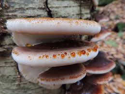 Image result for Ischnoderma resinosum