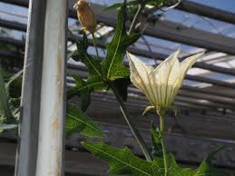 Image result for Coccinia sessilifolia