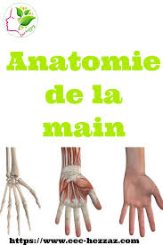 Check spelling or type a new query. Anatomie De La Main