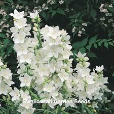 Campanula White Chimney Bellower White Flowers Garden Flowers Perennials Flower Seeds