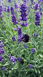 Lavendel Lavandula Angustifolia In Verschiedenen Varianten 24 Stuck Im Set Amazon De Garten