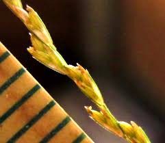 Image result for Leptochloa panicea