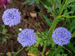 Scopri i nomi dei fiori. Un Fiore Con Fiori Blu Nomi Di Fiori Blu Foto