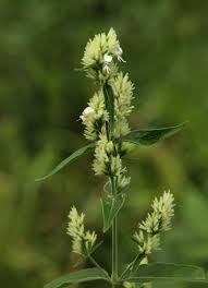 Image result for Hypoestes forskaolii