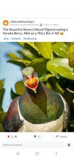 The Beautiful Kereru Native Wood Pigeon In New Zealand Eating A Karaka Berry Wood Pigeon Pigeon Pet Birds
