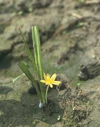 Image result for Curculigo pilosa