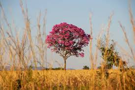 Image result for Handroanthus sp. near impetiginosus