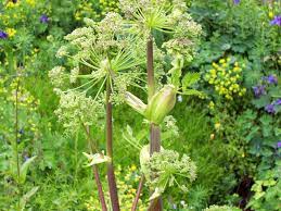 Angelica Is A Stout Aromatic Perennial Herbaceous Plant That Flowers Every Two Years Description From Thetreatmentherbs Flower Structure Plants Dream Garden