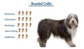 Bearded Collie Everything You Need To Know At A Glance