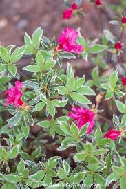 These evergreen shrubs reach up to 8 feet tall at maturity and 5 to 6 feet wide. Shade Loving Shrubs 15 Beautiful Bushes To Plant Under Trees Gardening From House To Home In 2020 Plants Under Trees Shade Loving Shrubs Flowering Bushes