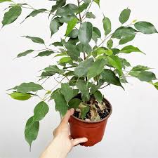 Image result for Ficus benjamina
