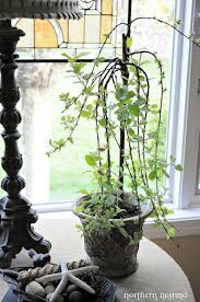 We did not find results for: Salix Caprea Kilmanrock