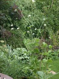 Image result for Scabiosa drakensbergensis