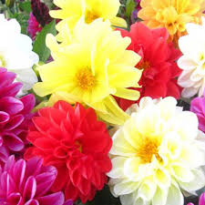 We did not find results for: Buy 30pcs Dahlia Flower Seeds Mix Color Dahlia Flowers Chinese Peony Home Garden Potted Plants At Affordable Prices Free Shipping Real Reviews With Photos Joom