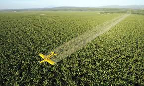 Some fixes are quick, easy and inexpensive; The Banana As We Know It Is In Imminent Danger Farming The Guardian
