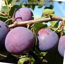 بلوم الفولجا الجمال وصف متنوعة صور استعراض بستنة 2021